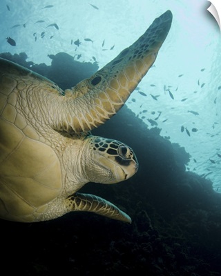 Green turtle, Bunaken Marine Park, Indonesia
