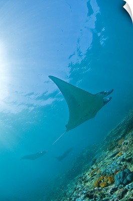 Group of manta rays in blue water, Komodo, Indonesia