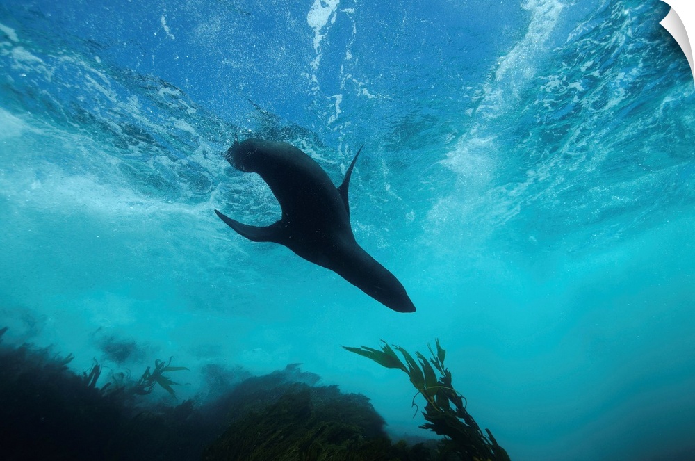 Guadalupe fur seal, Islas San Benito, West island, Baja California, Mexico.