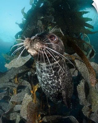 Habor Seal In Kelp, Todos Santos Island West Of Mexico