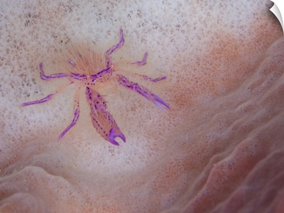 Hairy squat lobster on pink sponge, Solomon Islands