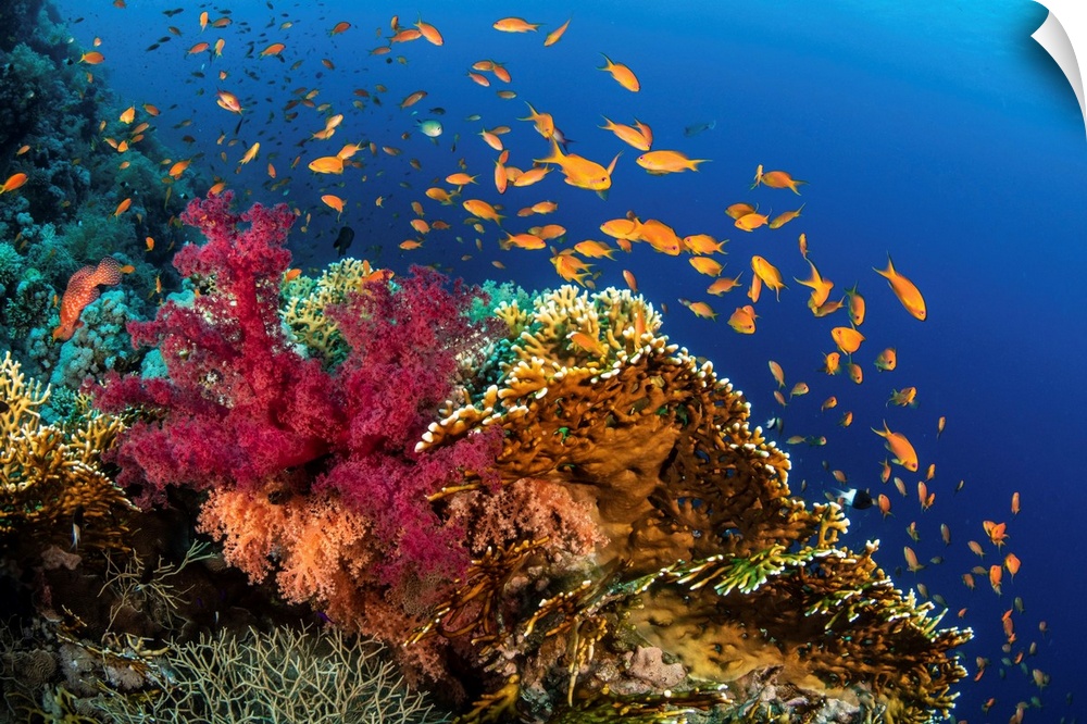 Hard and soft corals cover a reef colonized by anthias fish.