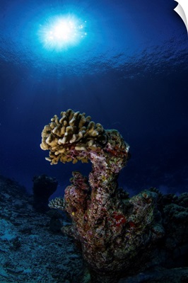Hard Coral, Maldives