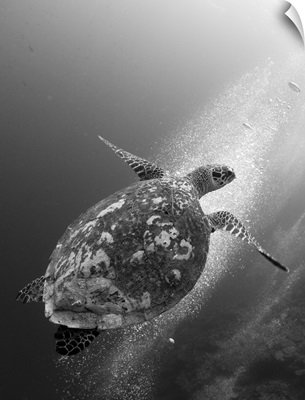 Hawksbill turtle ascending against a colony of bubbles