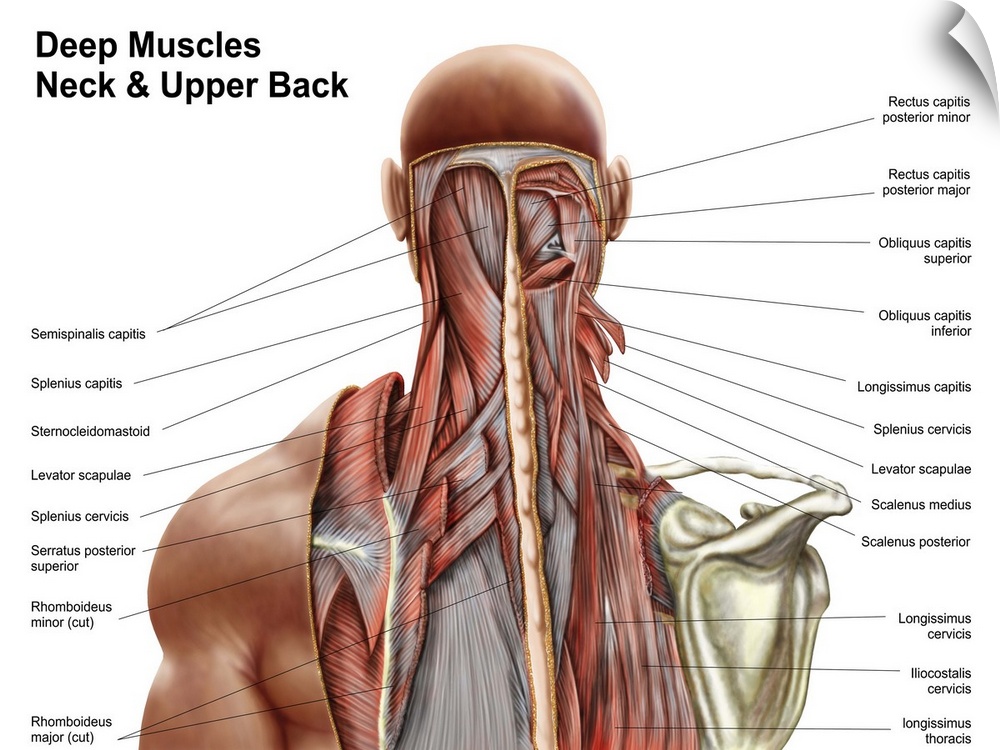 Human anatomy showing deep muscles in the neck and upper back.