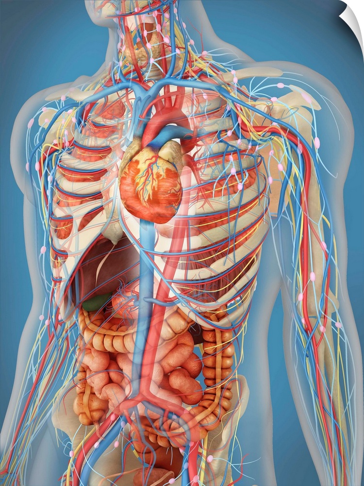 Transparent human body showing heart and main circulatory system position with internal organs, nervous system, lymphatic ...