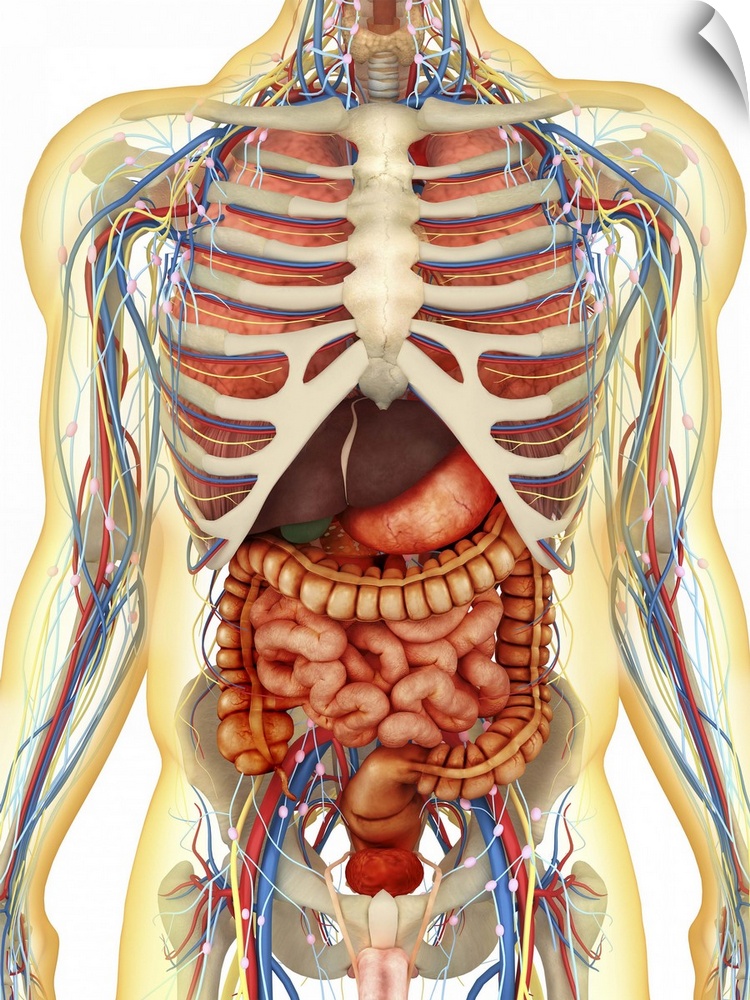 Transparent human body with internal organs, nervous system, lymphatic system and circulatory system.