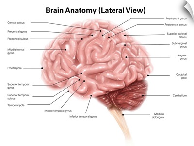 Human brain anatomy, lateral view