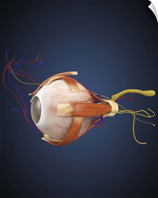 Human eye with muscles and circulatory system