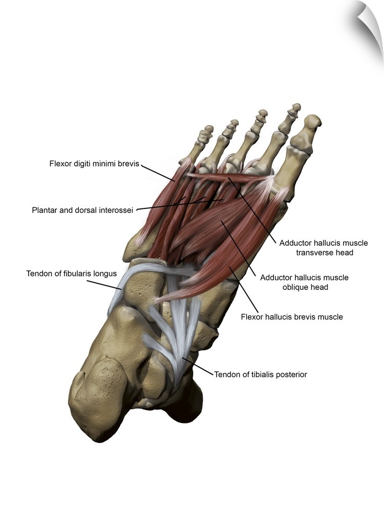 Human foot depicting the plantar intermediate and deep muscles with bone structures.