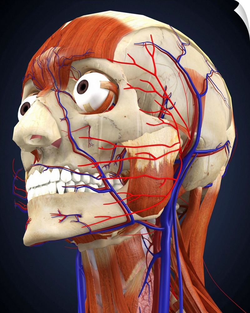 Human head with bone, muscles and circulatory system.