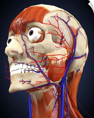 Human head with bone, muscles and circulatory system