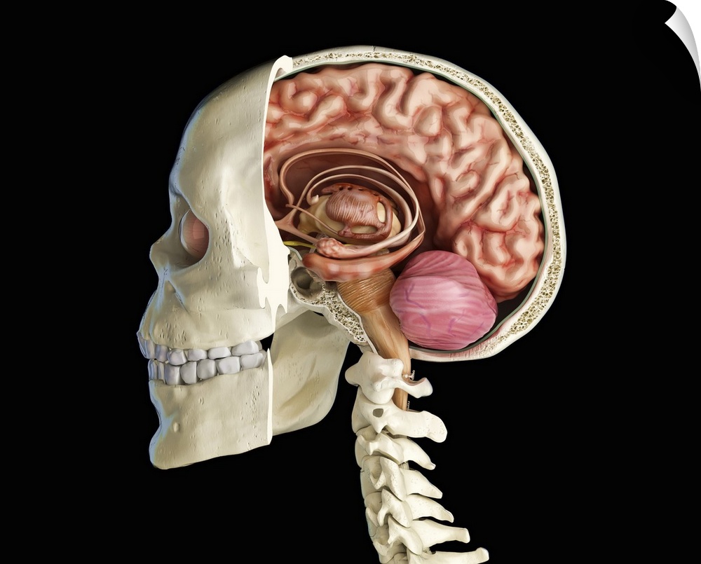 Human skull mid sagittal cross-section with brain.