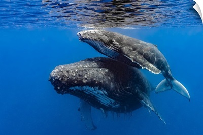 Humpback Whale Mother And Her Calf
