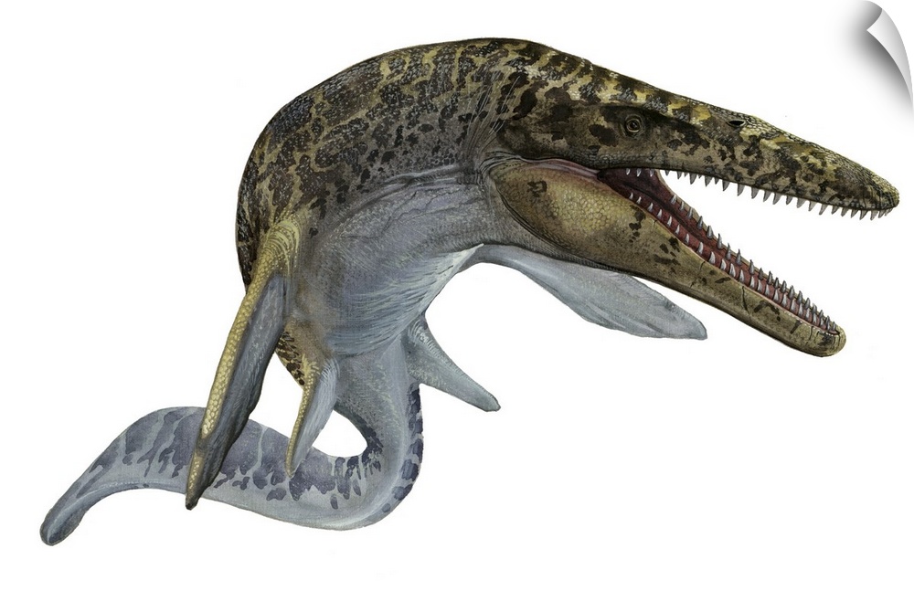 Illustration of a Mosasaurus from the Cretaceous period.