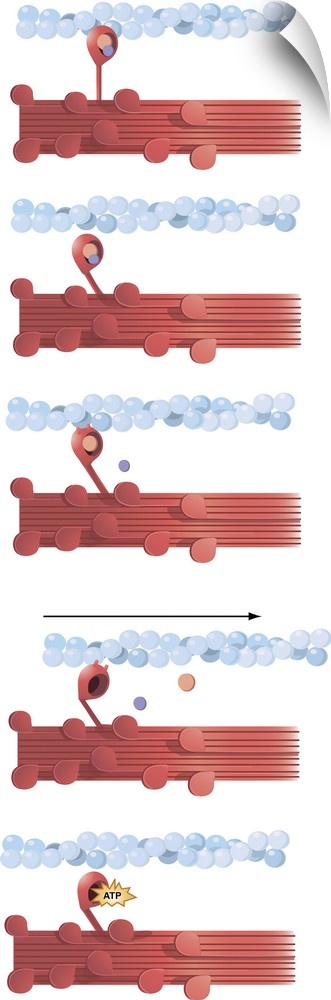 Illustration of muscle contraction.
