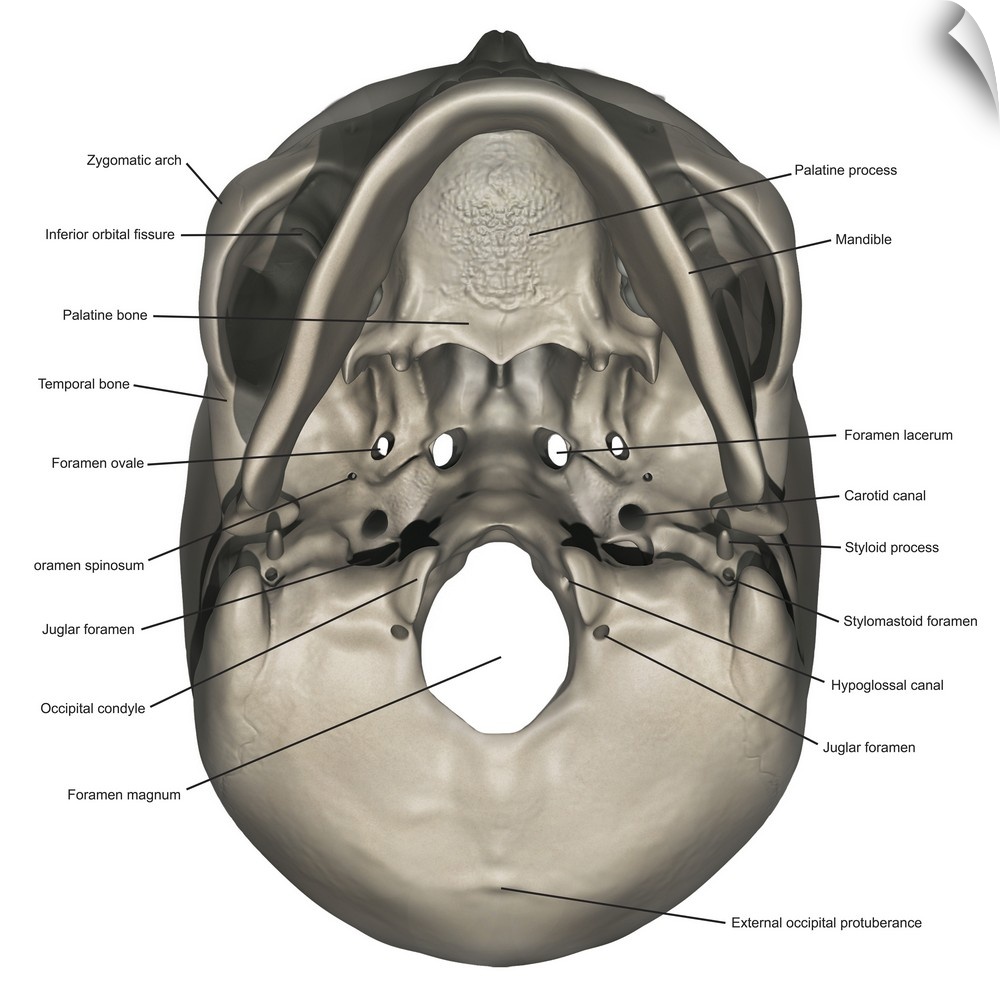 Inferior view of human skull anatomy with annotations.