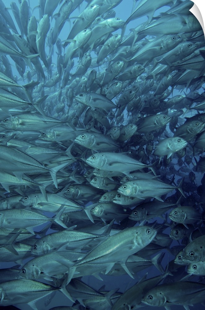 Inside of a school of jack fish, Cabo Pulmo, Mexico.