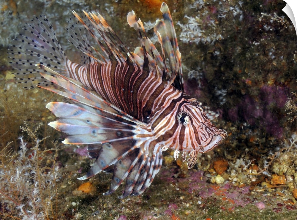 Invasive Indo-Pacific lionfish on wreck in North Carolina.