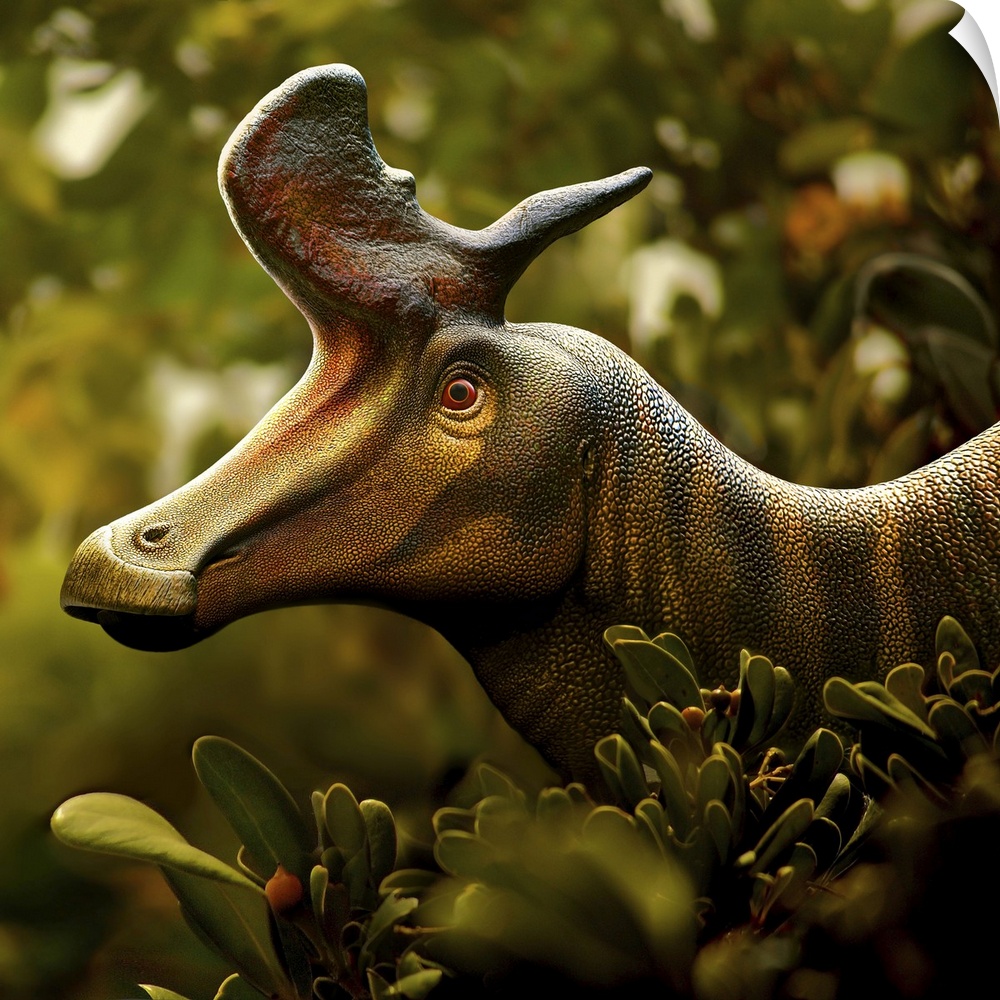 Lambeosaurus, a genus of hadrosaurid dinosaur that lived about 75 million years ago, in the Late Cretaceous period of Nort...