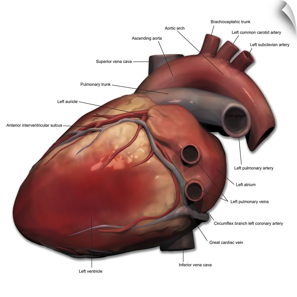 Lateral view of human heart anatomy.