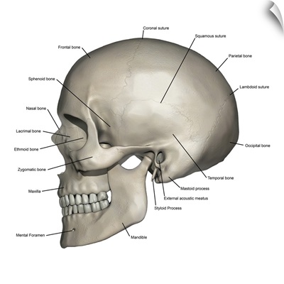 Lateral view of human skull anatomy with annotations