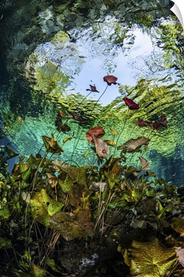 Lilies Grow In The Mouth Of A Cenote In Mexico Known As Nicte Ha