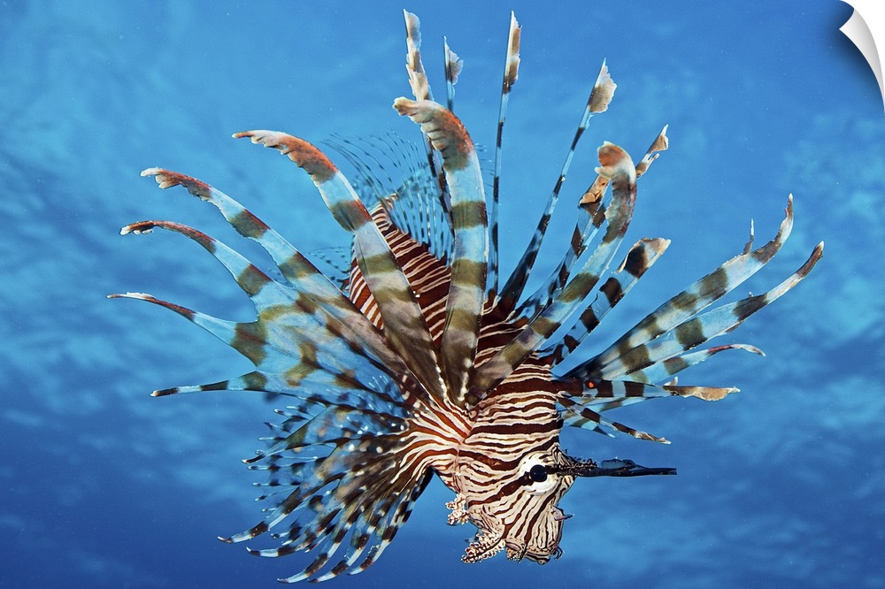 Lionfish displays its poisonous spines, FIji.