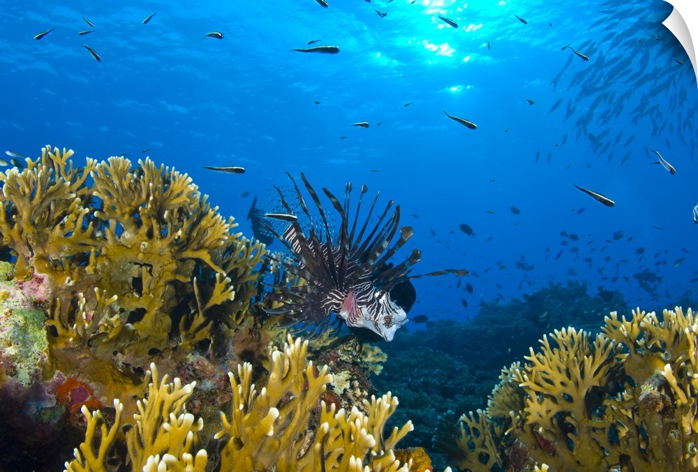 Lionfish foraging amongst corals and reef fish, Papua New Guinea.