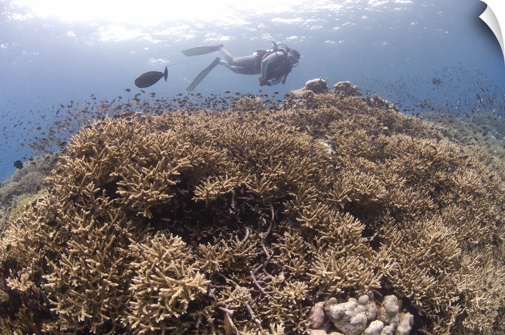 Masses of staghorn coral, Papua New Guinea.
