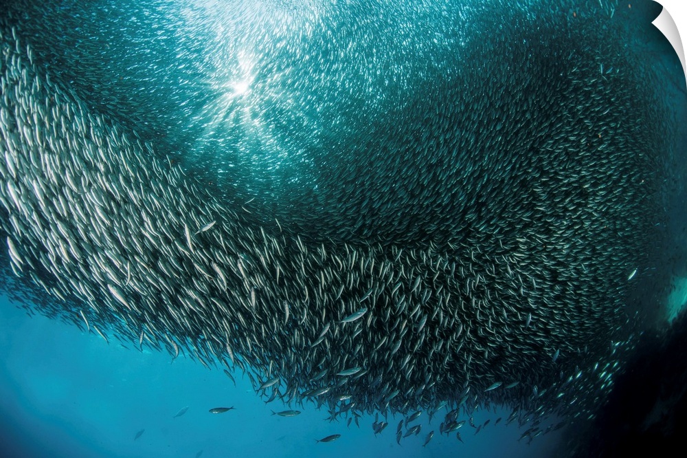 Massive school of millions of sardines, Cebu, Philippines.