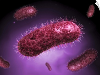 Microscopic view of bacteria
