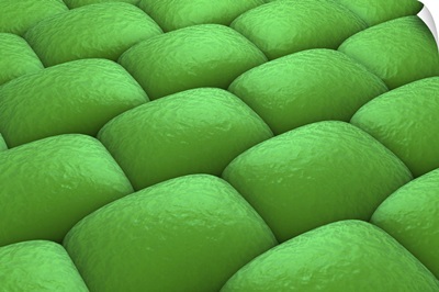 Microscopic view of plant tissues