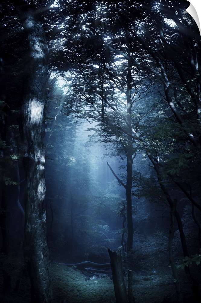Misty rays in a dark forest, Liselund Slotspark, Denmark.