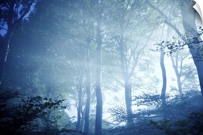 Misty rays of light pass through forest trees, Liselund Slotspark, Denmark