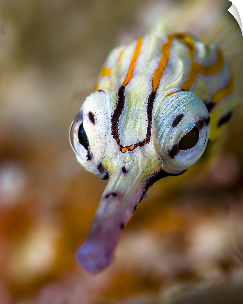 Network pipefish face, Cebu, Philippines.