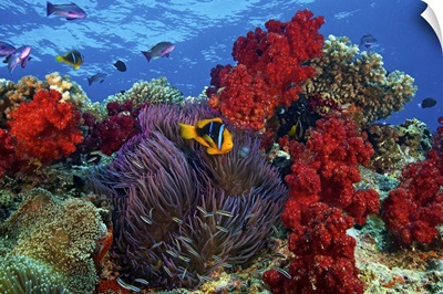Orange-finned clownfish and soft corals on colorful reef, Fiji