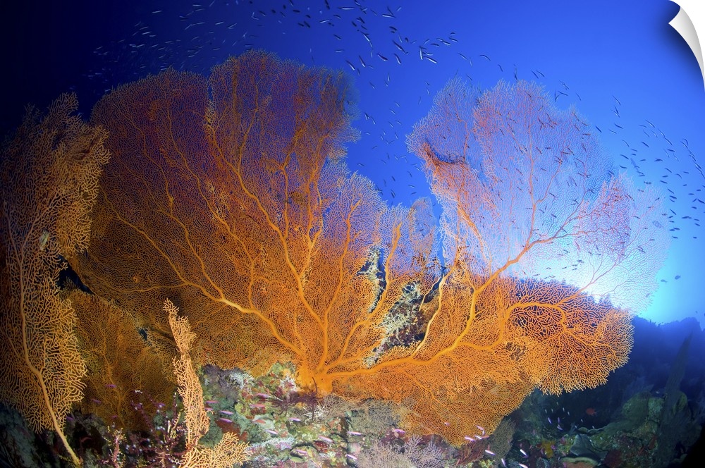 Orange gorgonian sea fan, Christmas Island, Australia.