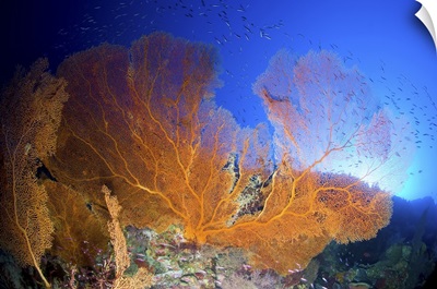 Orange gorgonian sea fan, Christmas Island, Australia
