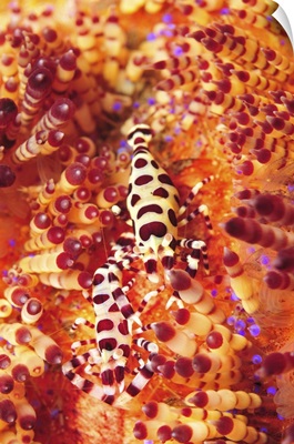 Pair of coleman shrimp on a red and yellow fire urchin, Bali, Indonesia