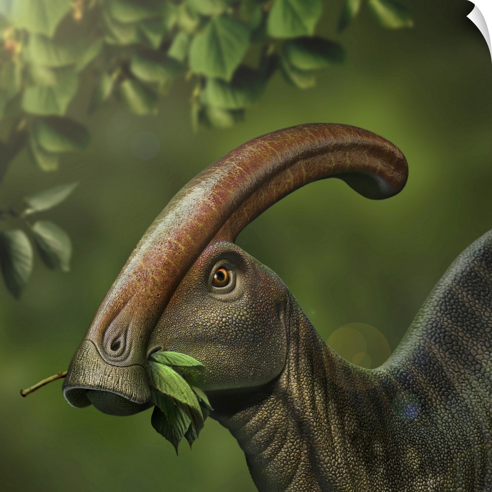 Parasaurolophus dinosaur grazing on leaves.