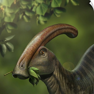 Parasaurolophus Dinosaur Grazing On Leaves