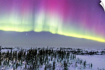 Pink aurora over boreal forest in Canada