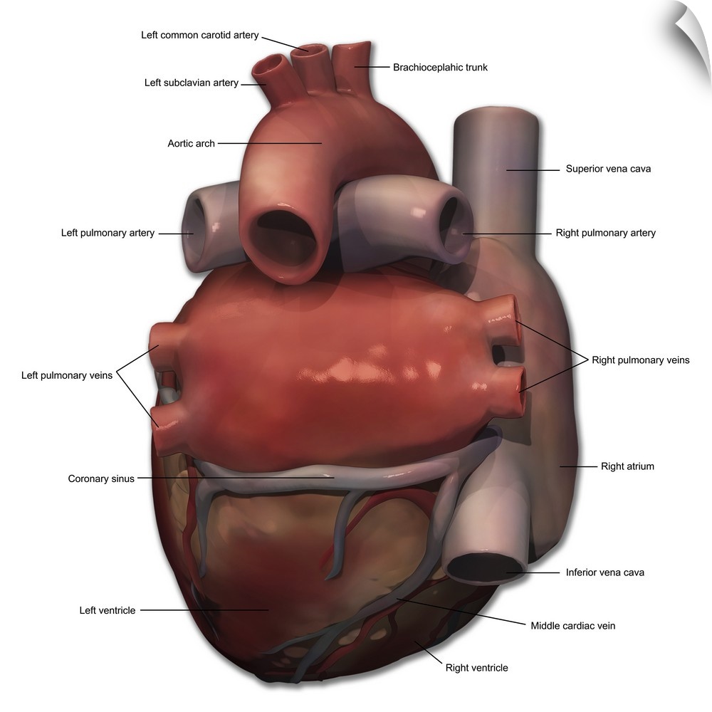 Posterior view of human heart anatomy with annotations.