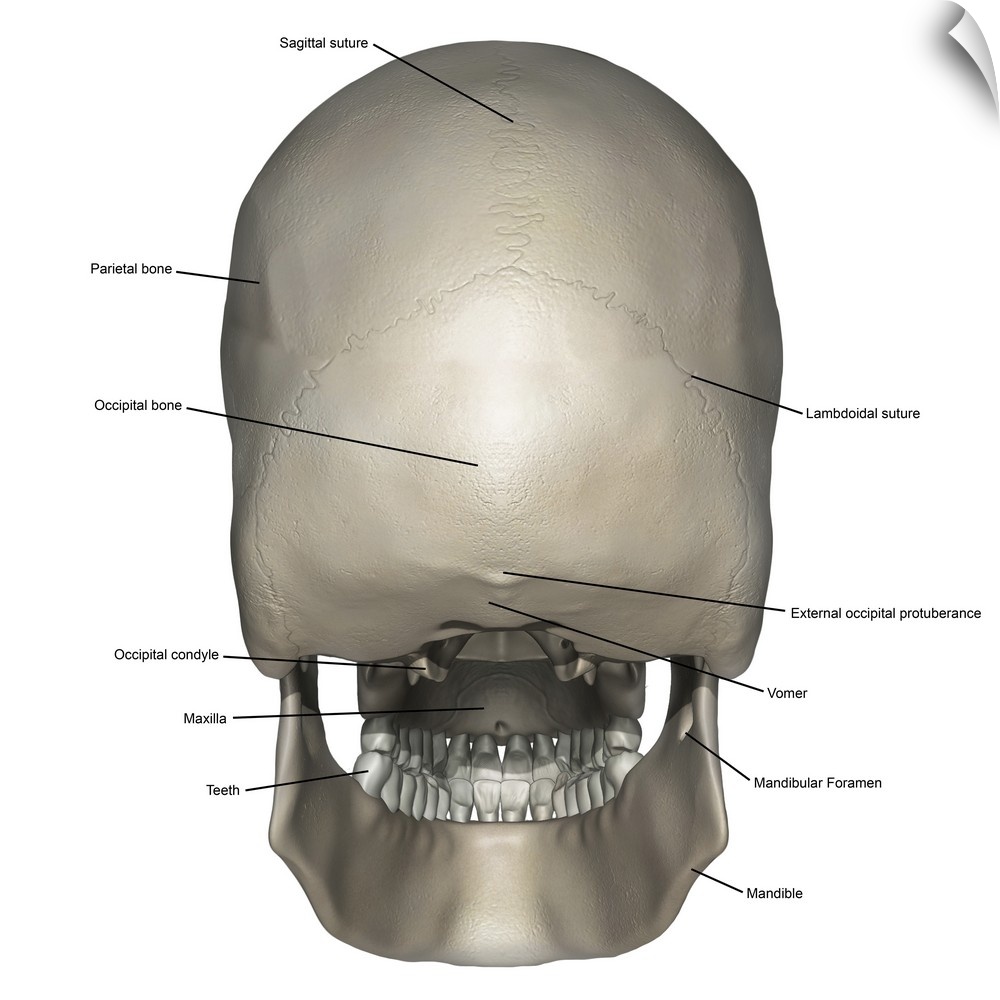 Posterior view of human skull anatomy with annotations.
