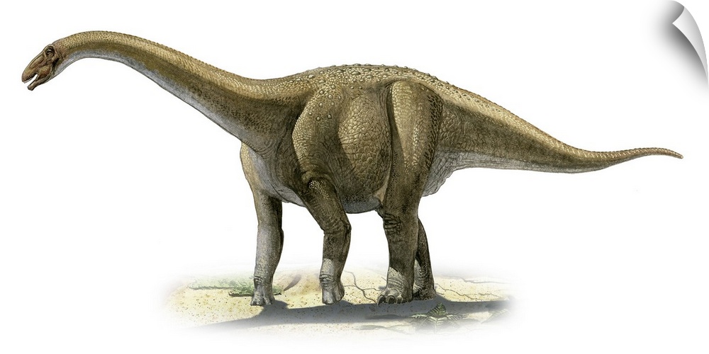 Rapetosaurus krausei, a prehistoric era dinosaur.