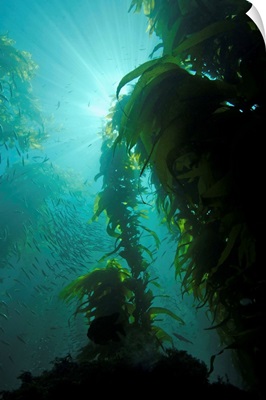 Rays of light shining through a kelp forest