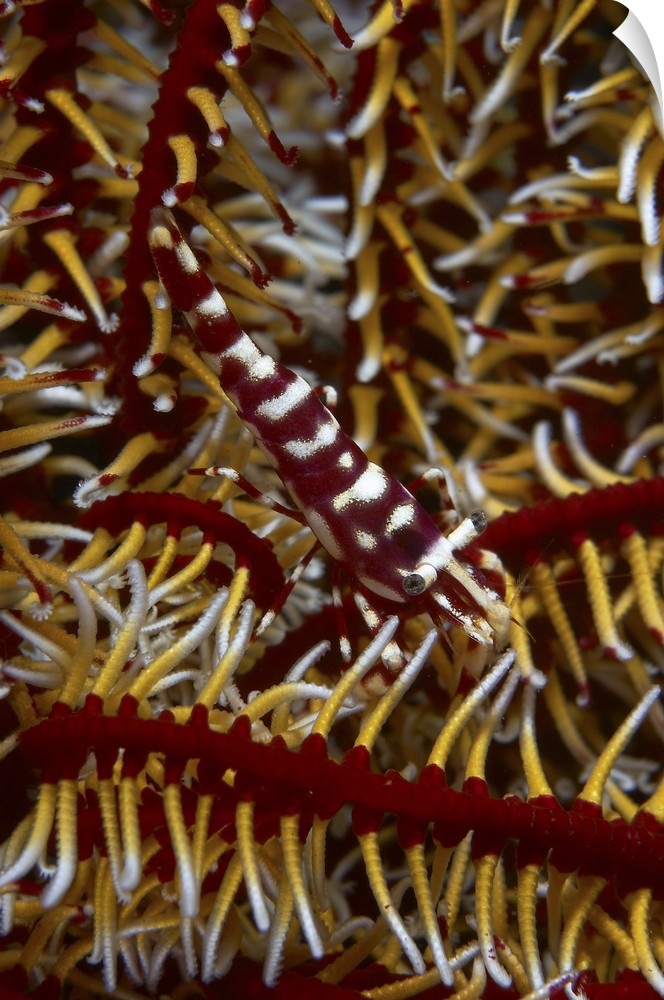 Red and white mimic shrimp on crinoid, Bali, Indonesia.