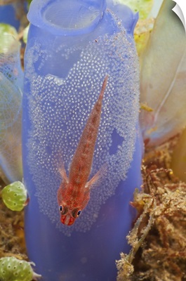 Red goby with a clutch of eggs on a blue tunicate, Bali, Indonesia