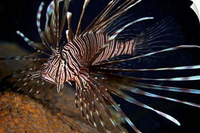 Red Lionfish flares its deadly spines